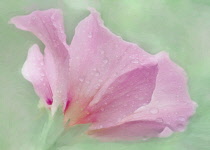 Hibiscus, Rose of Sharon, Hibiscus syriacus, Side view of pink flower as a colourful artistic representation.