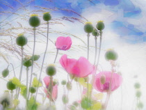 Poppy, Papaver, Pink poppies as a colourful artistic representation.