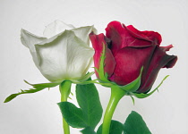 Rose, Rosa, Red and White Roses as a colourful artistic representation.
