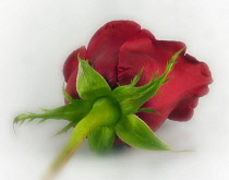 Rose, Rosa, Single Red Rose as a colourful artistic representation.