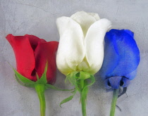 Rose, Rosa, Red, White & Blue Roses as a colourful artistic representation.