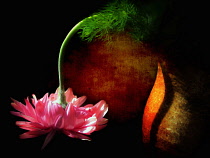 Gerbera, Drooping pink flower as a colourful artistic representation.