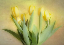 Tulip, Tulipa, Yellow flowers as a colourful artistic representation.
