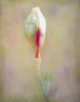 Iris, White flower emerging as a colourful artistic representation.