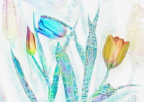 Tulip, Tulipa, Tulips as a colourful artistic representation.