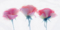 Rose, Rosa, Side view of three pink flowers as a colourful artistic representation.