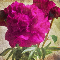 Rose, Rosa Archduke Charles Rose, Pink flower as a colourful artistic representation.