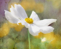 Cosmos, Side view of flower with white petals and yellow stamen as a colourful artistic representation.