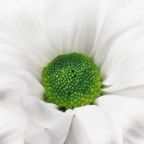 Chrysanthemum, Daisy, Close up of white petals and green stamen as a colourful artistic representation.