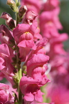 Snapdragon, Antirrhinum majus cultivar, Pink coloured flowers growing outdoor.