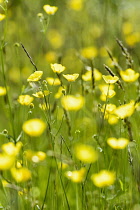 Buttercup, Meadow buttercup, Ranunculus acris, Mass of small yellow coloured flowers growing outdoor.
