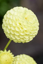 Dahlia,	Dahlia 'Clearview Daniel', Yellow coloured flower growing outdoor.