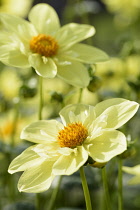 Dahlia,	Dahlia 'Hadrian's Sunlight', Yellow coloured flowers growing outdoor.