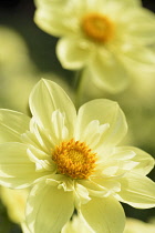 Dahlia,	Dahlia 'Hadrian's Sunlight', Yellow coloured flowers growing outdoor.