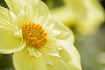 Dahlia,	Dahlia 'Hadrian's Sunlight', Yellow coloured flowers growing outdoor.