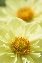 Dahlia,	Dahlia 'Hadrian's Sunlight', Yellow coloured flowers growing outdoor.