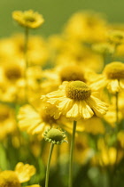 Sneezeweed 'Butterpat', Helenium 'Butterpat', Yellow coloured flowers growing outdoor.