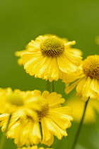 Sneezeweed 'Butterpat', Helenium 'Butterpat', Yellow coloured flowers growing outdoor.