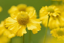 Sneezeweed 'Butterpat', Helenium 'Butterpat', Yellow coloured flowers growing outdoor.