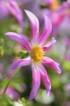 Dahlia,	Dahlia 'Honka Rose', Side view of pink coloured flower growing outdoor.