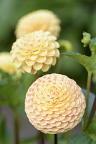 Dahlia,	Dahlia 'Jodie Wilkinson', Peach coloured flowers growing outdoor.