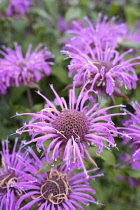 Bergamot 'Violet Queen', Monarda 'Violet Queent', Mauve coloured flowers growing outdoor.