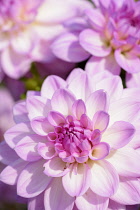 Dahlia,	Dahlia 'Ocean Bird', Close up of pink coloured flower showing pattern