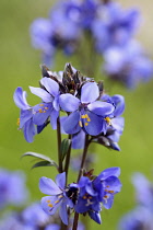 Jacob's ladder 'Bressingham Purple', Polemonium yezoense 'Bressingham Purple', Detail of flowers growing outdoor.