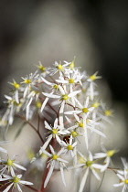 Saxifrage 'Rubrifolia'	Saxifraga 'Rubrifolia' fortunei, Detail showing small delicate white flowers growing outdoor.