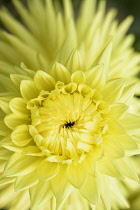 Dahlia,	Dahlia 'Clearview Sundance', Detail of yellow flower showing pattern.