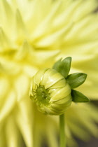Dahlia,	Dahlia 'Clearview Sundance', Detail of yellow flower and bud showing pattern.