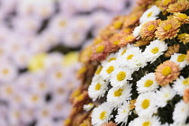 Chrysanthemum, Pot Mum 'Carnival', Chrysanthemum 'Carnival', Mass of small multi-coloured flowers growing outdoor.