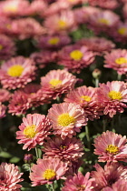 Chrysanthemum, Pot Mum 'Carnival', Chrysanthemum 'Carnival', Mass of pink coloured flowers growing outdoor.