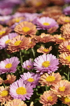 Chrysanthemum, Pot Mum 'Carnival', Chrysanthemum 'Carnival', Mass of pink coloured flowers growing outdoor.