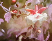 Fuchsia, Pink flowers, Artisitic textured layers added to image to produce a painterly effect.