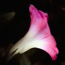 Bindweed, White flower edged with pink, Morning glory, Convolvulus, Artisitic textured layers added to image to produce a painterly effect.