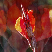 Canna lily, , Orange flower, Artisitic textured layers added to image to produce a painterly effect.