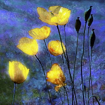 Poppy, Californian poppy, Eschscholzia Californica, Yellow flowers, Artisitic textured layers added to image to produce a painterly effect.