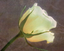 Rose, Rosa, Cream flower, Artisitic textured layers added to image to produce a painterly effect.