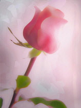Rose, Rosa, Pink flower, Artisitic textured layers added to image to produce a painterly effect.
