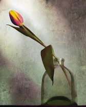 Tulip, Tulipa, Single stem in glass jar vase, Artisitic textured layers added to image to produce a painterly effect.