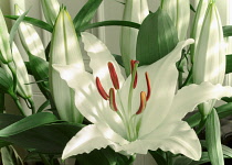 Lily, Oriental lily, Lilium, White flower, Artisitic textured layers added to image to produce a painterly effect.