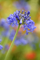 Agapanthus, Agapanthus 'Queen Elizabeth The Queen Mother',  Mauve coloured flower growing outdoor.