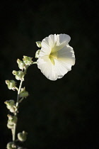 Hollyhock, Alcea rosea, White flower against black background.