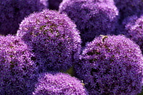 Allium, Giant Allium, Allium giganteum, Purple coloured flowerheads growing ourdoor.