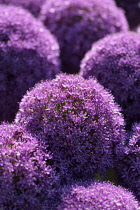 Allium, Giant Allium, Allium giganteum, Purple coloured flowerheads growing ourdoor.