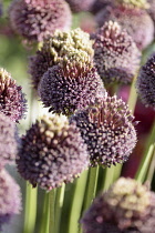 Allium,	Allium 'Forelock', Mauve coloured flowerheads growing outdoor.