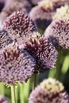 Allium, Allium 'Forelock', Mauve coloured flowerheads growing outdoor.