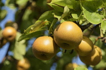 Pear, Asian Pear, Pyrus pyrifolia var. ghouzouri, Golden coloured fruit growing on the tree.