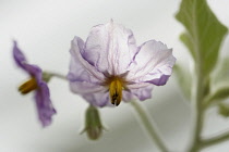 Aubergine 'Ophelia' F1 Hybrid, Solanum melongena, Backlit mauve coloured flower.